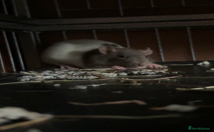 Rat rodents - Advert 2