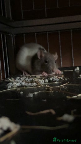 Rat rodents - Advert 2
