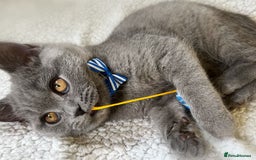 British Shorthair cats for sale: Adorable British Shorthair Kittens — READY TO GO! - Advert 19