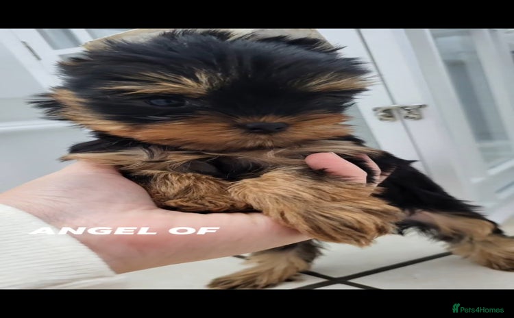 Yorkshire Terrier dogs - Advert 5