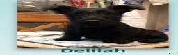 Scottish Terrier dogs for sale: Beautiful KC Scottish Terrier puppies  in Canterbury - Advert 4