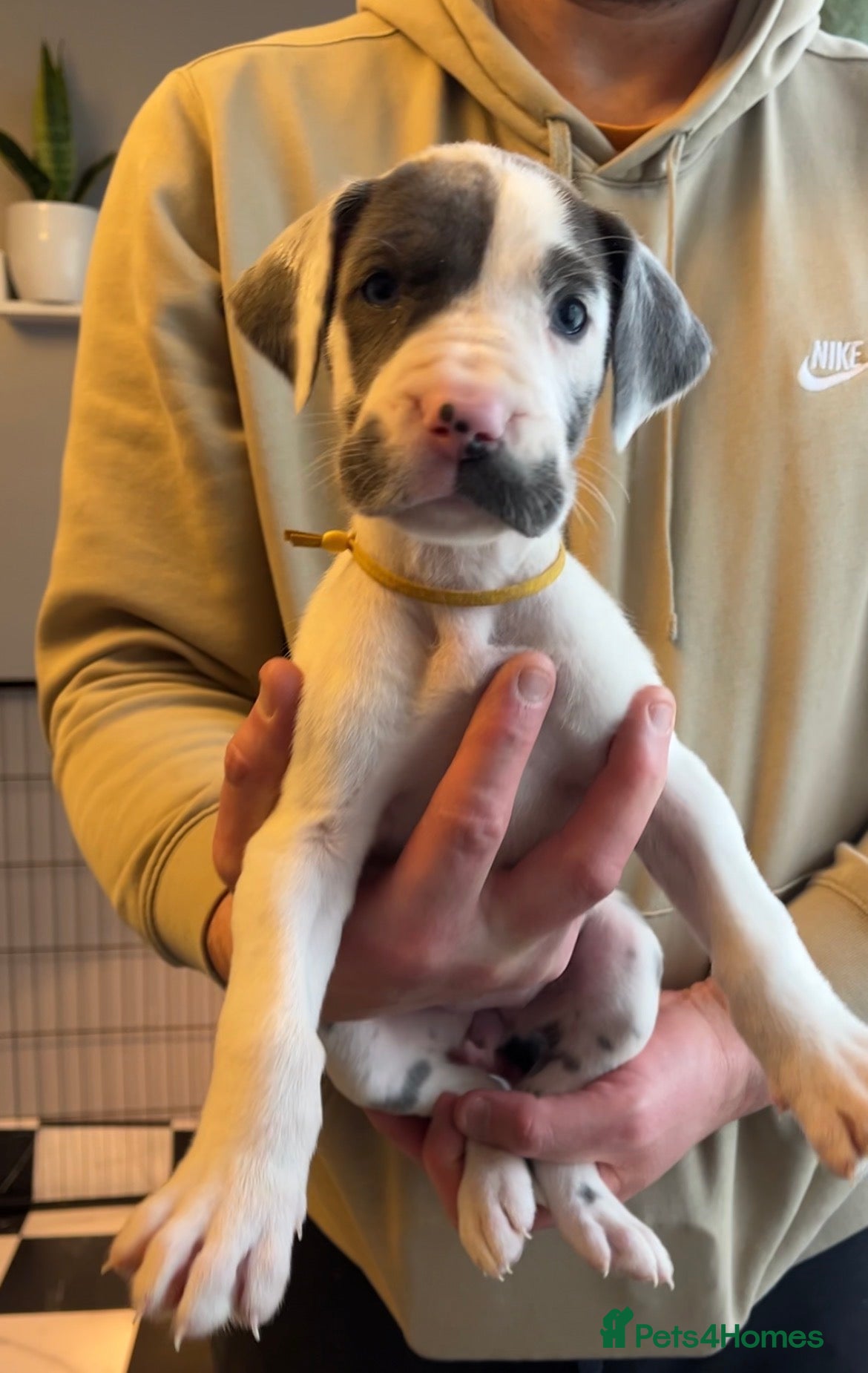 Great Dane dogs Kc reg health tested Great Dane pups - Advert 4