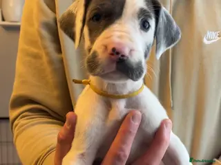 Great Dane dogs Kc reg health tested Great Dane pups - Advert 4