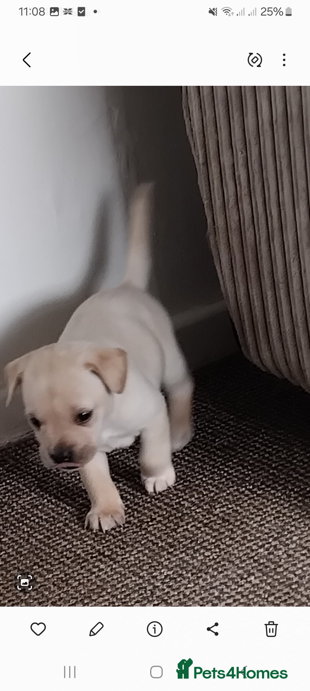 Mixed Breed dogs for sale: Labrador cross french bulldog puppies - Image 7