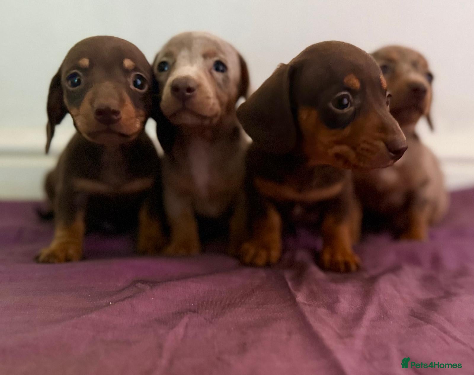 Dachshund dogs Dachshund tiny babies  - Advert 1
