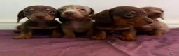 Dachshund dogs for sale: Dachshund tiny babies  in Barnsley - Advert 1