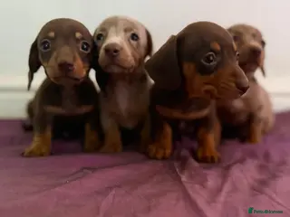 Dachshund dogs Dachshund tiny babies - Advert 1
