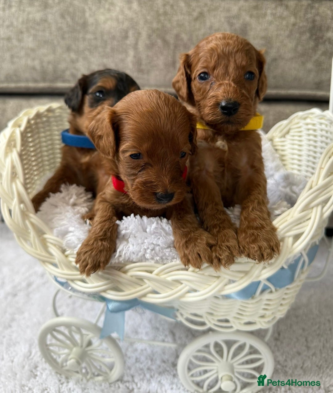 Cockapoo dogs for sale: 🌟 8 beautiful F1 b cockapoo puppies 🌟 - Image 12