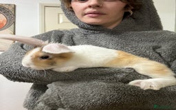 French Lop rabbits for sale: French lop Californian 4 does and a buck.  - Image 2