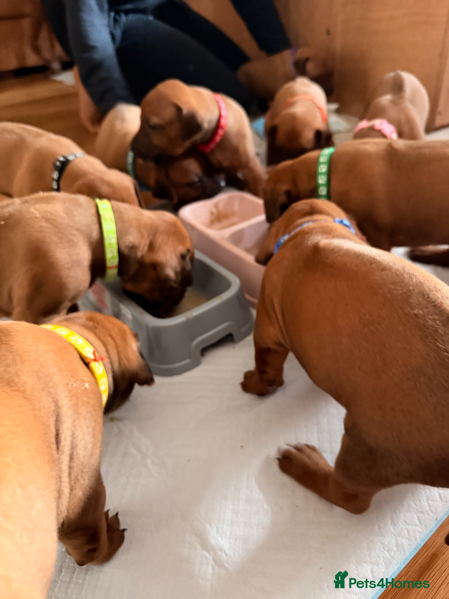 Rhodesian Ridgeback dogs Rhodesian Ridgeback Puppies For Sale - Advert 2