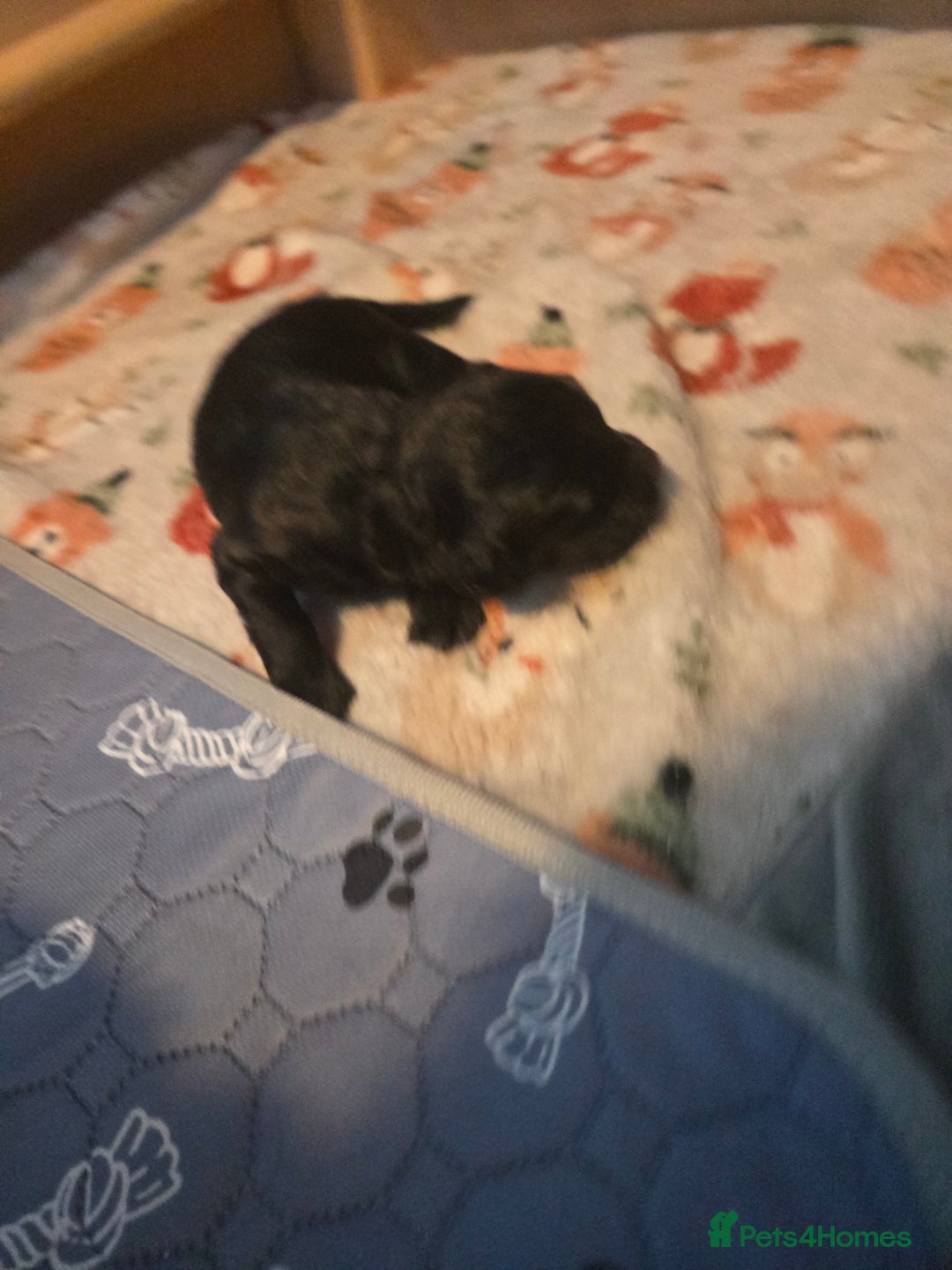 Cocker Spaniel dogs for sale: Cockerpoo pups  - Advert 5