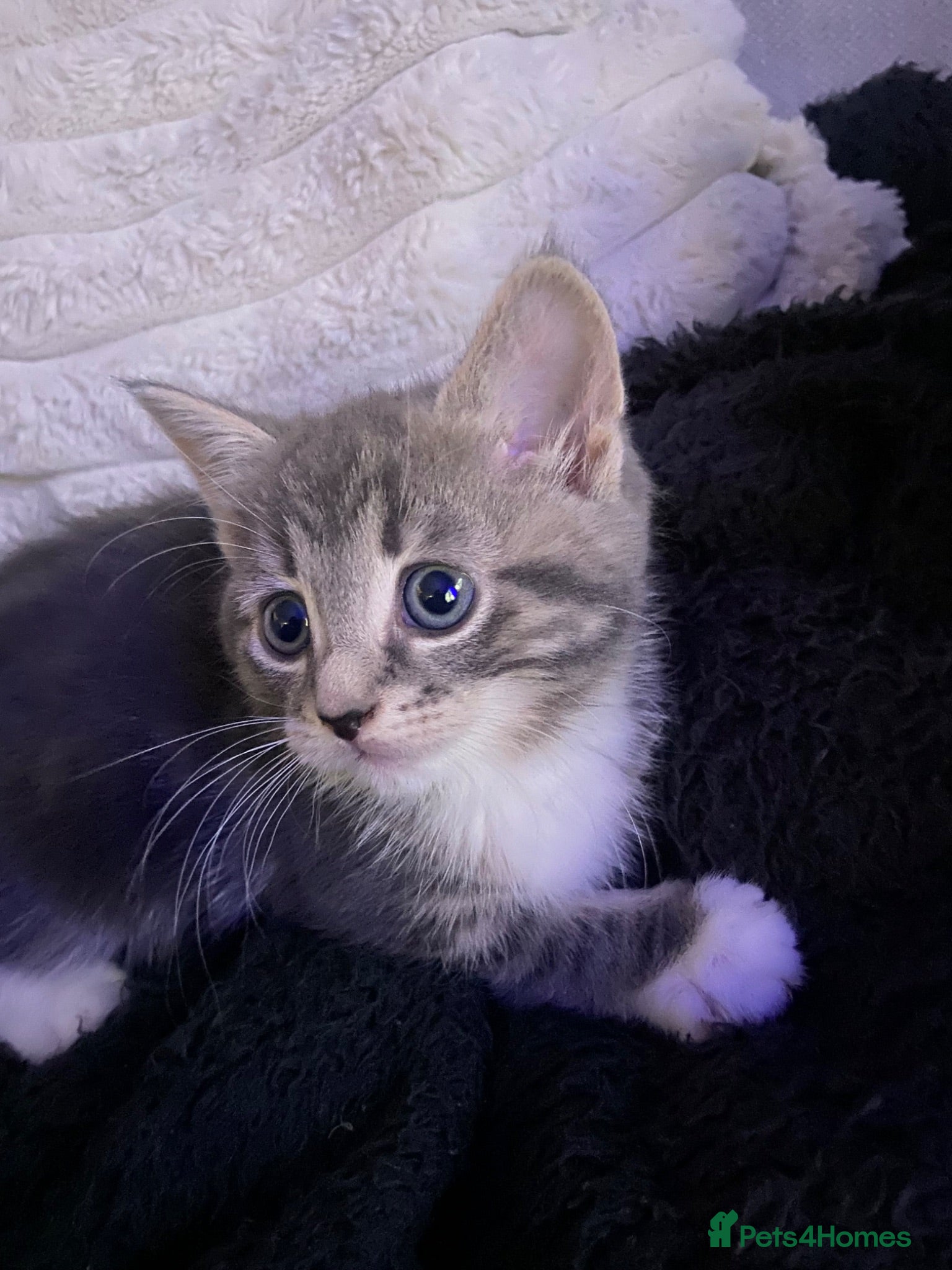 Mixed Breed cats Lovely little kittens - Advert 2