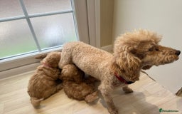 Poochon dogs for sale: Lovely poochon puppy’s for sale - Image 11