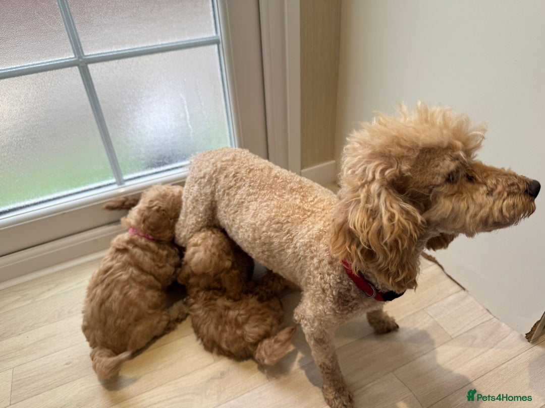 Poochon dogs for sale: Lovely poochon puppy’s for sale - Image 11