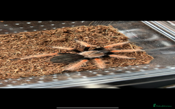 Tarantulas invertebrates for sale: Tarantula collection plus scorpion  - Image 1