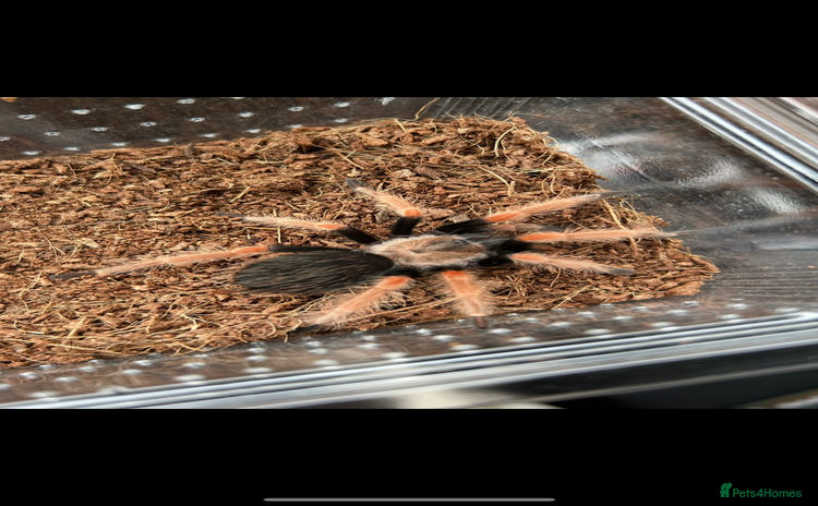 Tarantulas invertebrates - Advert 4