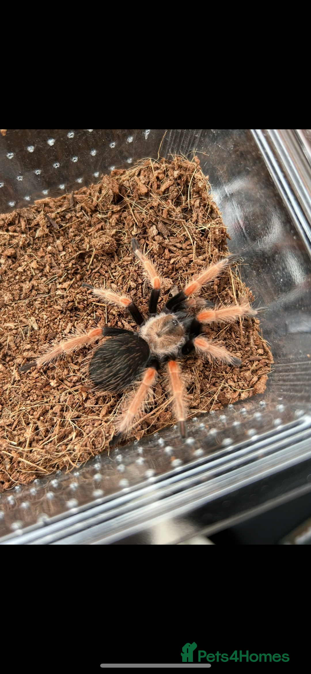 Tarantulas invertebrates for sale: Tarantula collection plus scorpion  - Image 1