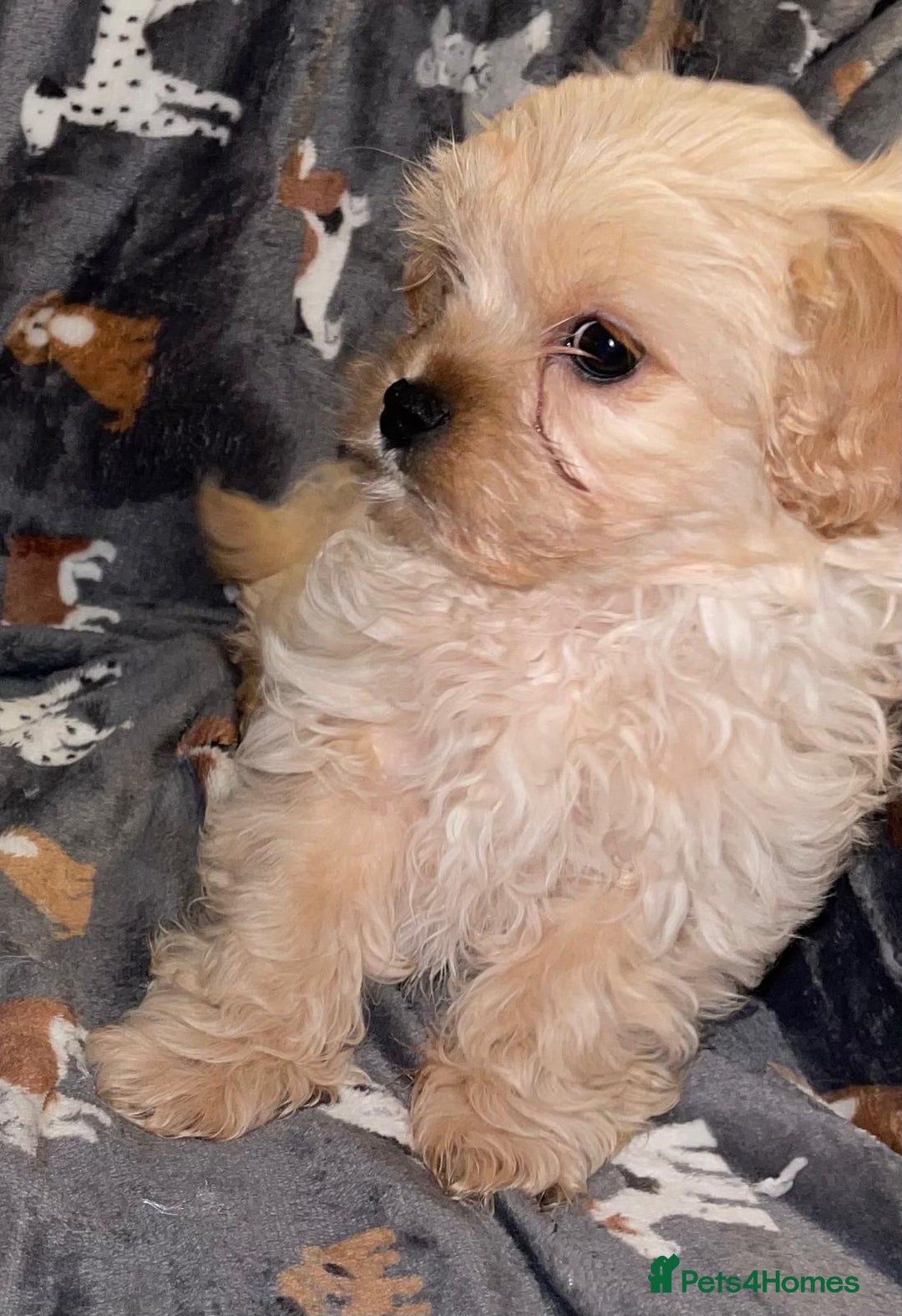 Cavapoo dogs for sale: Cavapoo puppies  - Advert 3