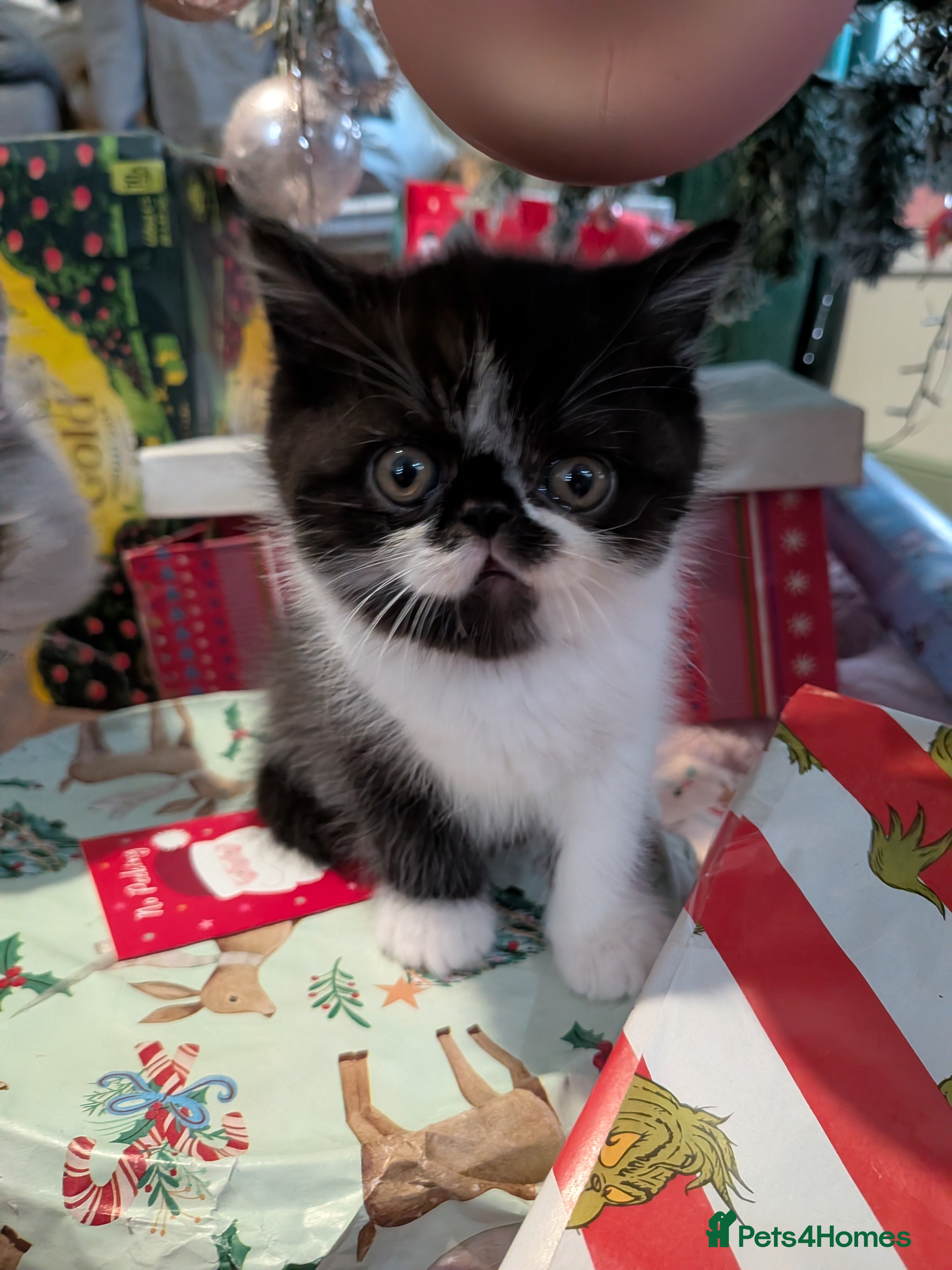 Exotic cats Beautiful Exotic kittens  - Advert 3