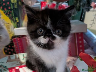 Exotic cats Beautiful Exotic kittens - Advert 3