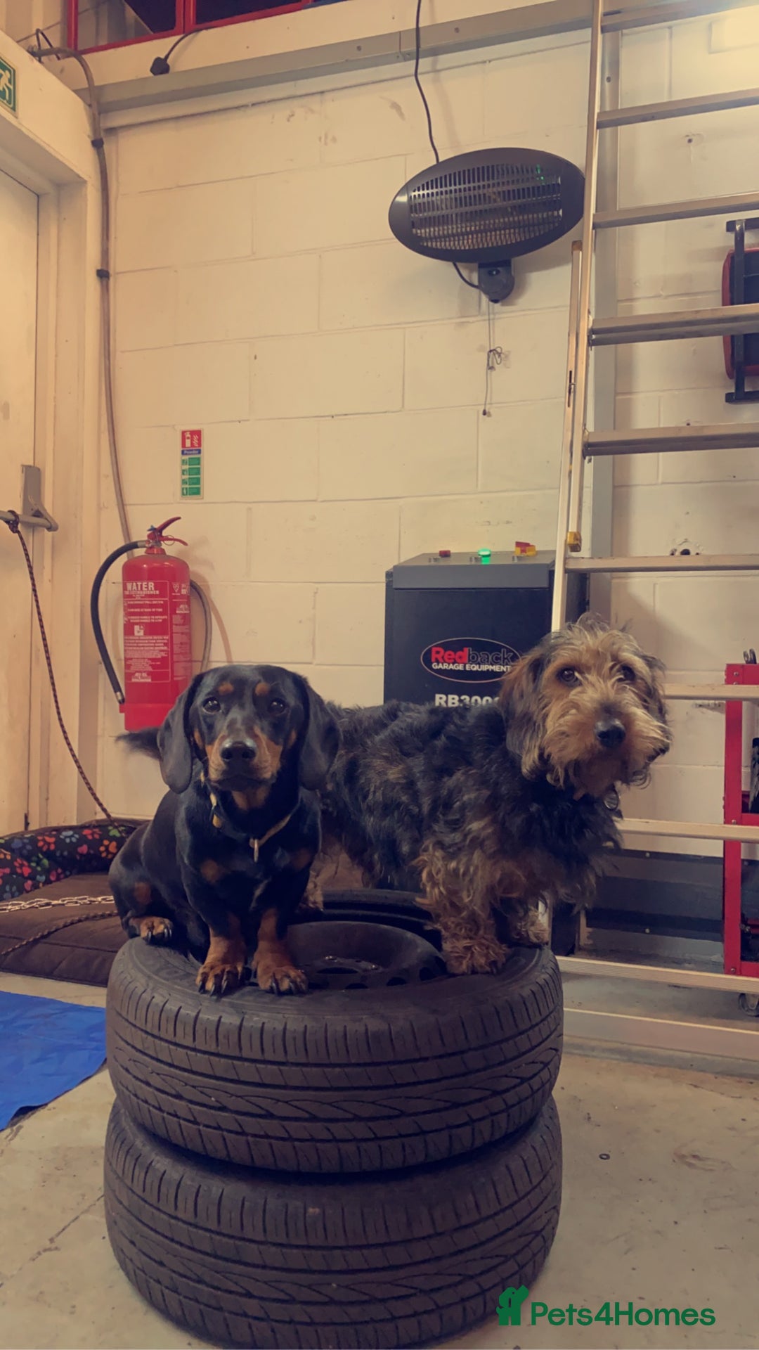 Dachshund dogs for sale: Dachshund  - Image 14