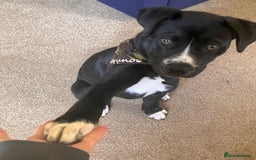 Mixed Breed dogs for sale: Bruno needs a new home!  - Image 6