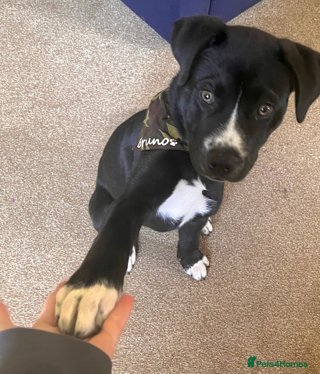 Mixed Breed dogs for sale: Bruno needs a new home!  - Image 6