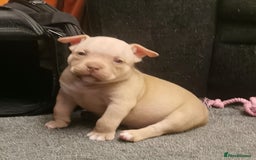 American Bully dogs for sale: Beautiful Pocket Bully Puppies - Home Raised - Advert 3
