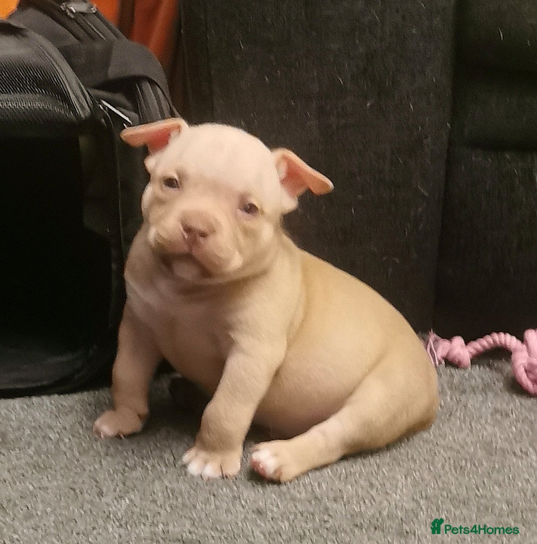 American Bully dogs for sale: Beautiful Pocket Bully Puppies - Home Raised - Advert 3