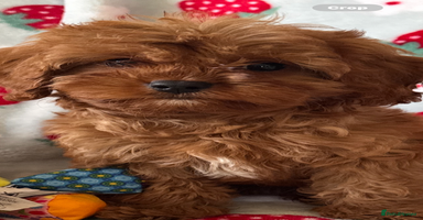 Cavapoo dogs - Advert 9