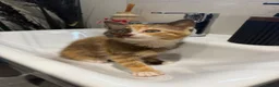 Mixed Breed cats for sale: Kittens ready for new homes now  - Advert 5
