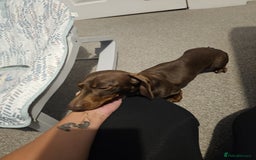 Miniature Dachshund dogs for sale: Miniature Dachshund for rehoming  - Image 5