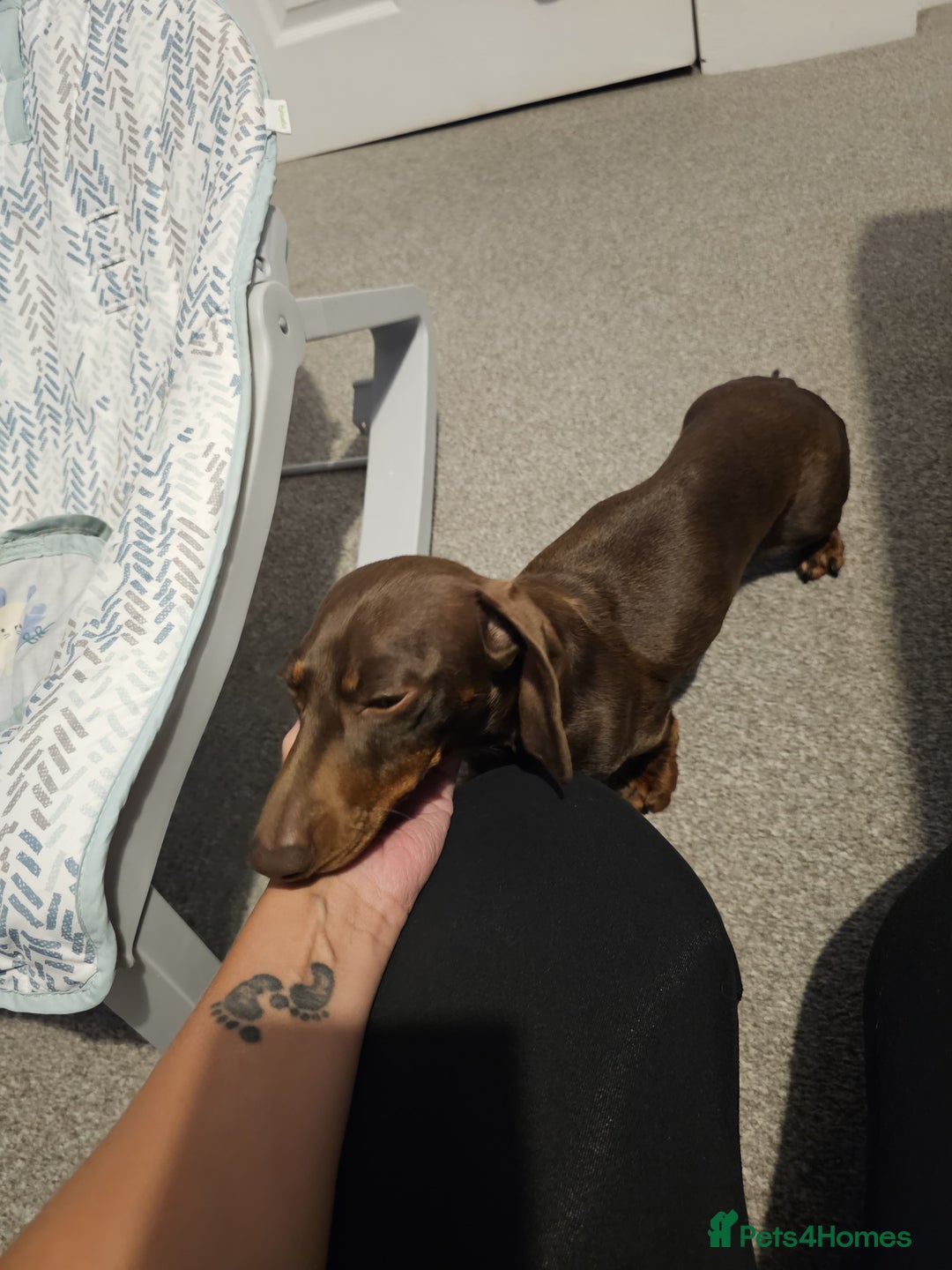 Miniature Dachshund dogs for sale: Miniature Dachshund for rehoming  - Image 5