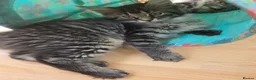 Maine Coon cats for sale: Ready now adorable maine coon Kittens 4bs & 1g - Advert 5