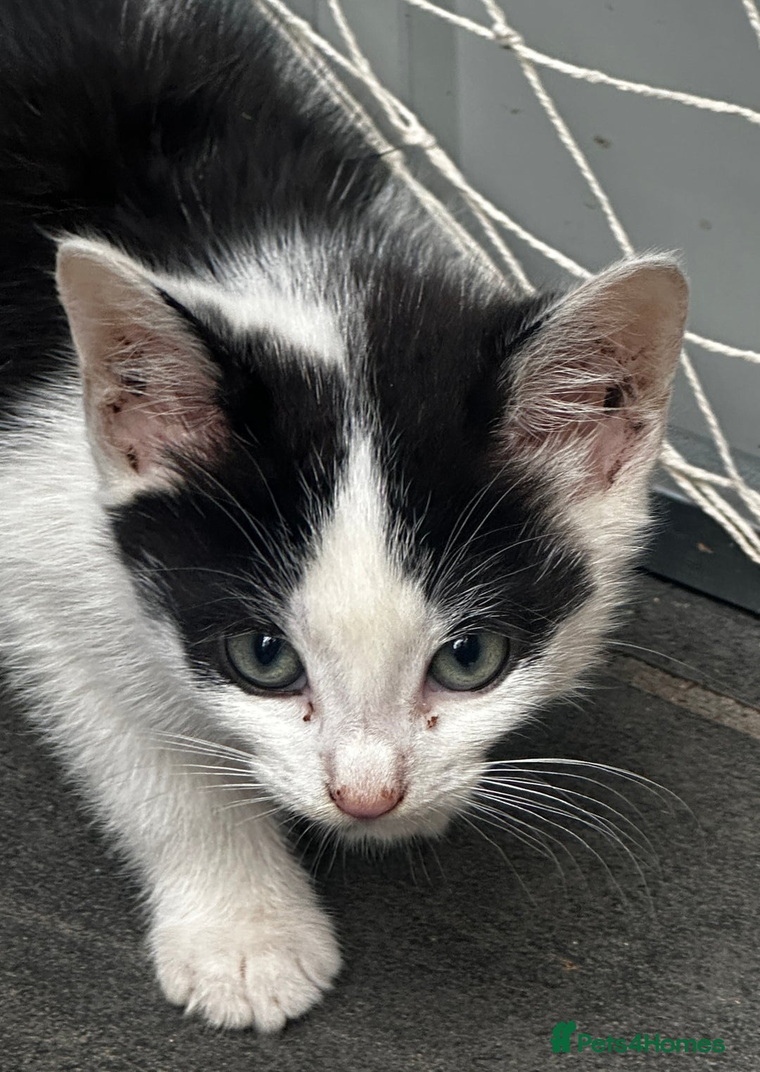 Mixed Breed cats for sale: Beautiful kittens various colours  - Image 10