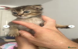 Mixed Breed cats for sale: 3 gorgeous kittens ready now Scottish fold mix - Image 19