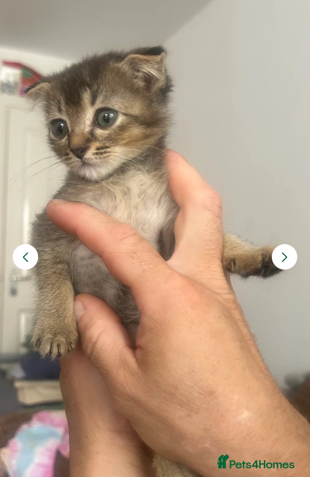 Mixed Breed cats for sale: 3 gorgeous kittens ready now Scottish fold mix - Image 19