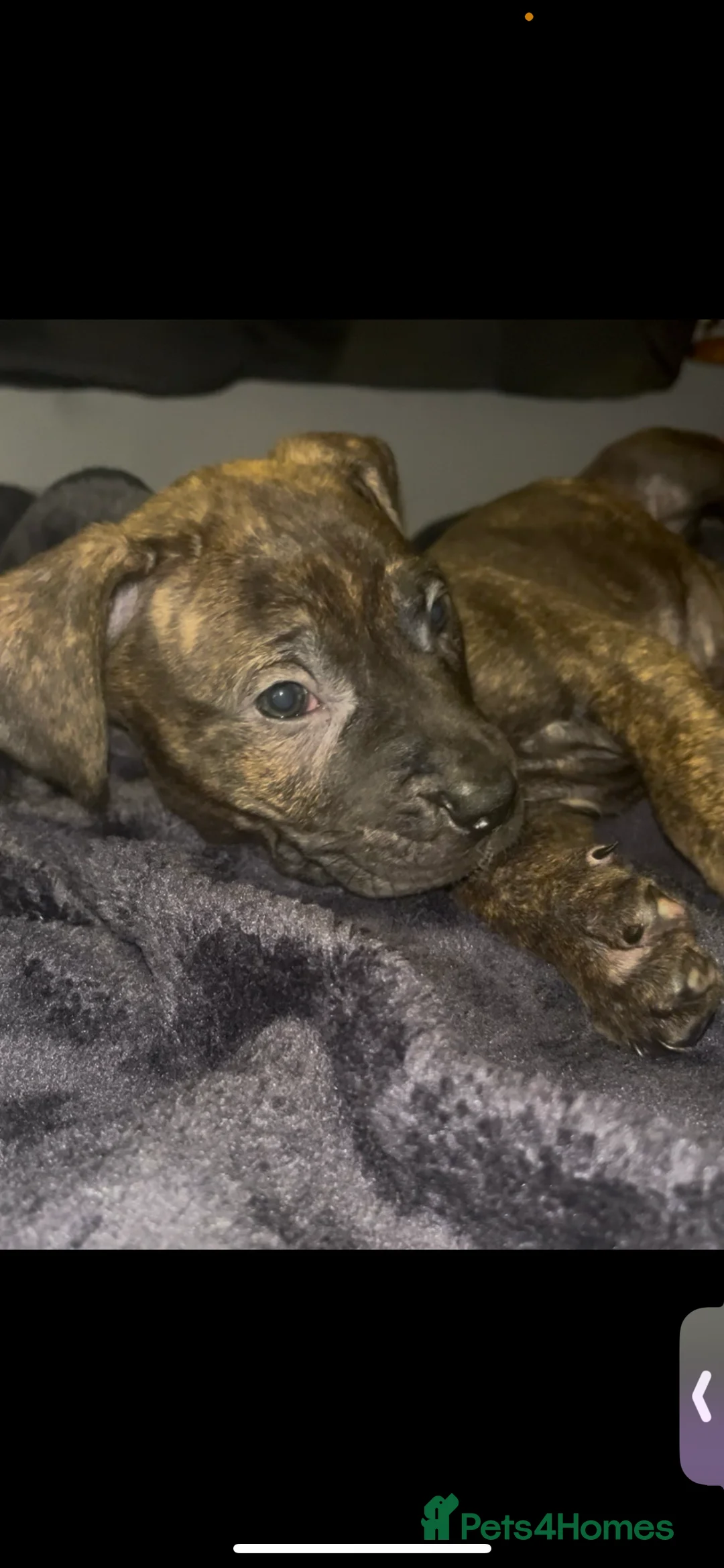 Presa Canario dogs for sale: Beautiful presa canario puppies!! - Advert 9
