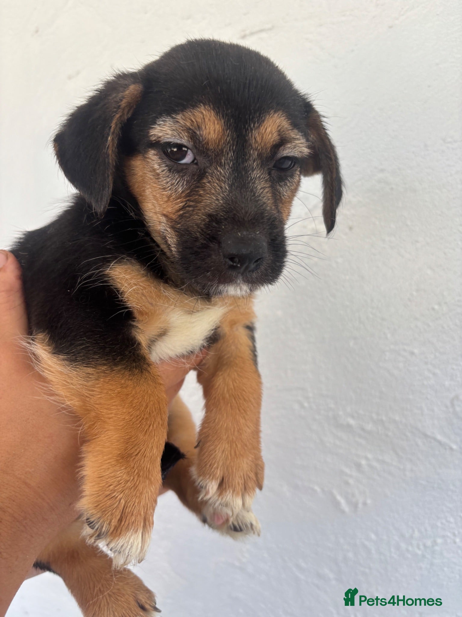 Mixed Breed dogs Jack Russell X Puppies  - Advert 1
