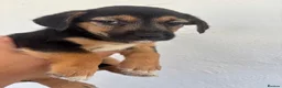 Mixed Breed dogs for sale: Jack Russell X Puppies  - Advert 1