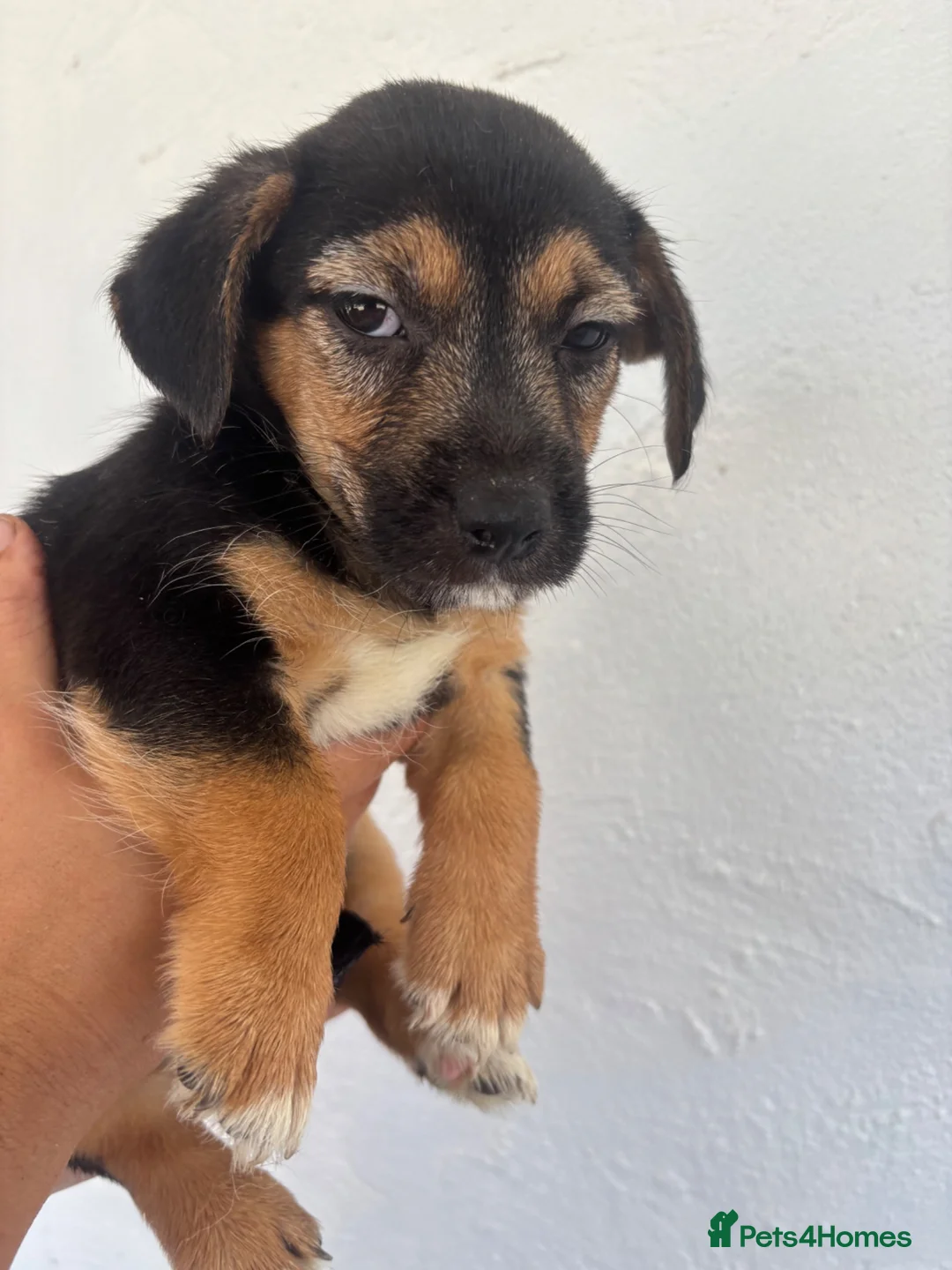 Mixed Breed dogs for sale: Jack Russell X Puppies  - Advert 1