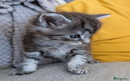 Maine Coon cats for sale: Gorgeous main coon x - Image 4