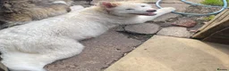 Akita dogs for sale: Fluffy female white American akita  - Advert 2