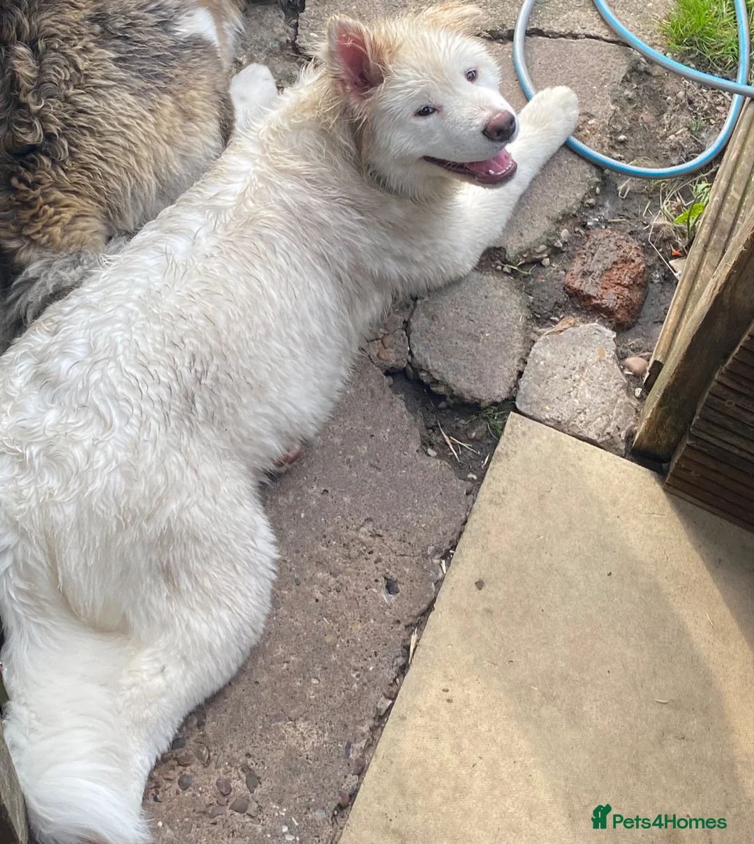 Akita dogs for sale: Fluffy female white American akita  - Advert 2