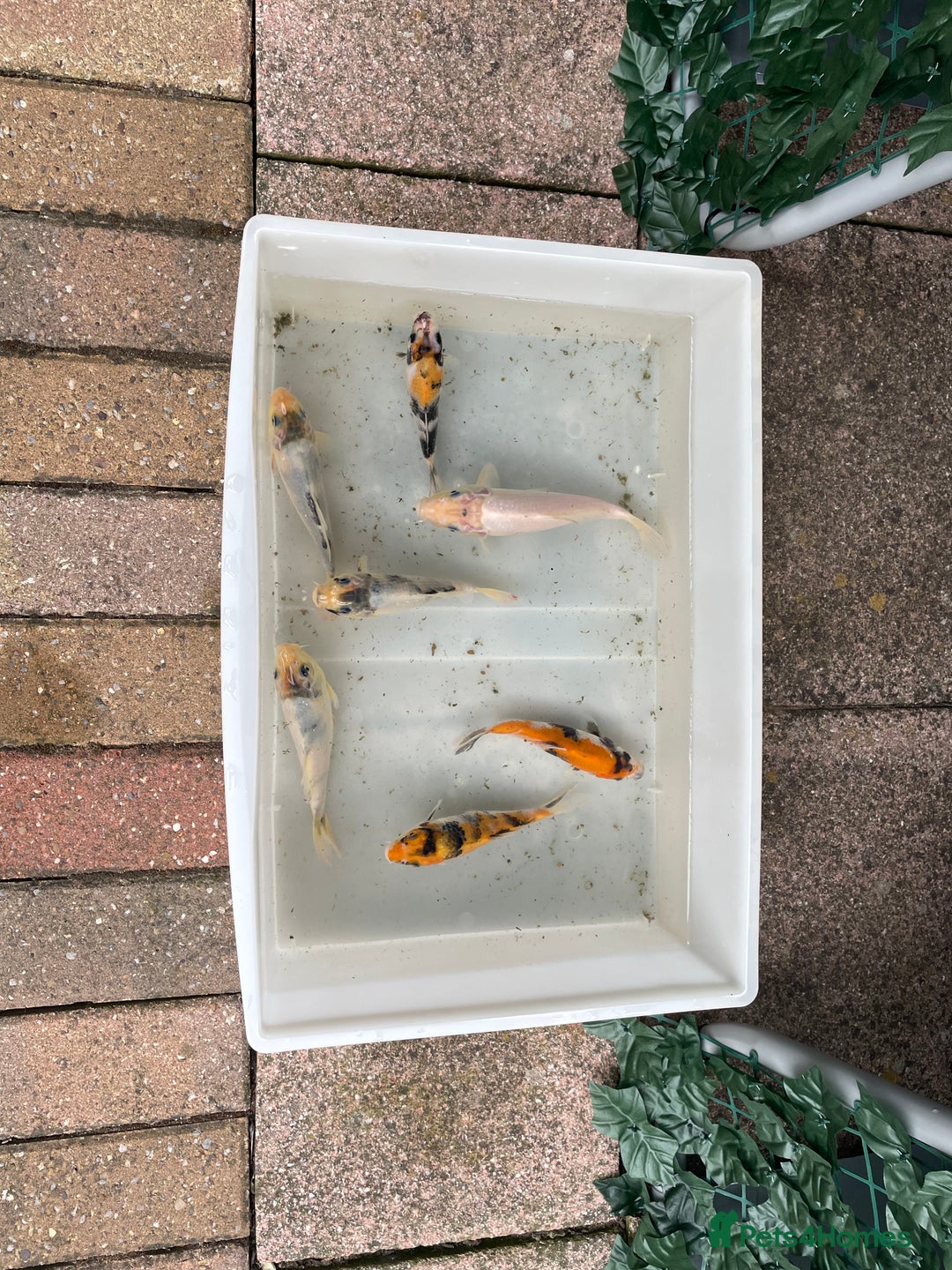 Koi Carp fish for sale: 💥QUALITY KOI CARP COLOURFUL NICE SELECTION💥 - Image 19