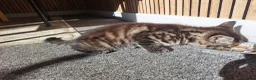 Maine Coon cats for sale: LAST MALE LEFT £120 - Advert 7