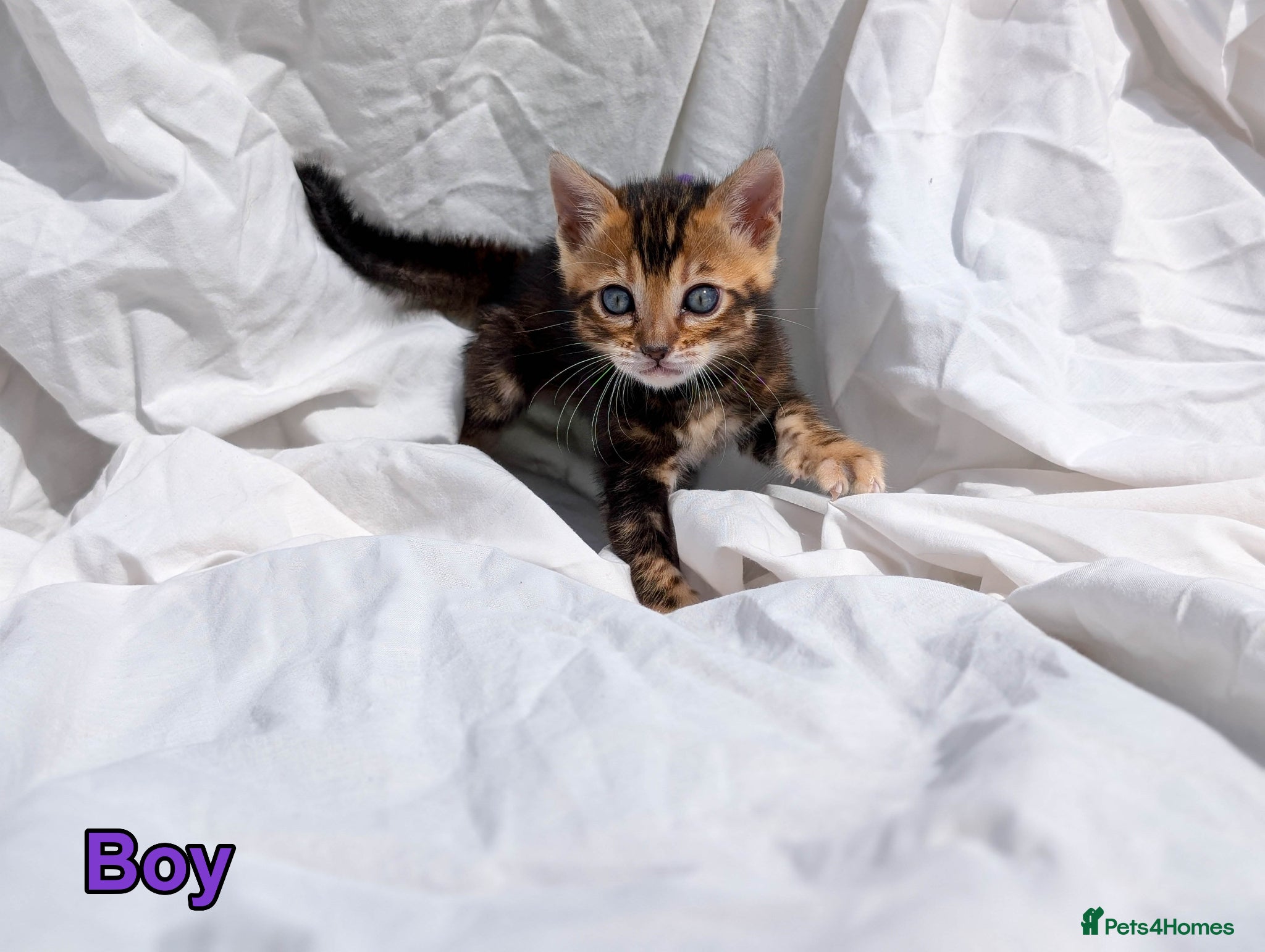 Bengal cats TICA Bengal Kittens | Charcoal | Health Tested - Advert 1