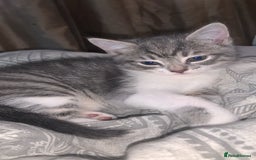Mixed Breed cats for sale: Mixed breed kittens READY NOW!!!!🥰 - Image 2