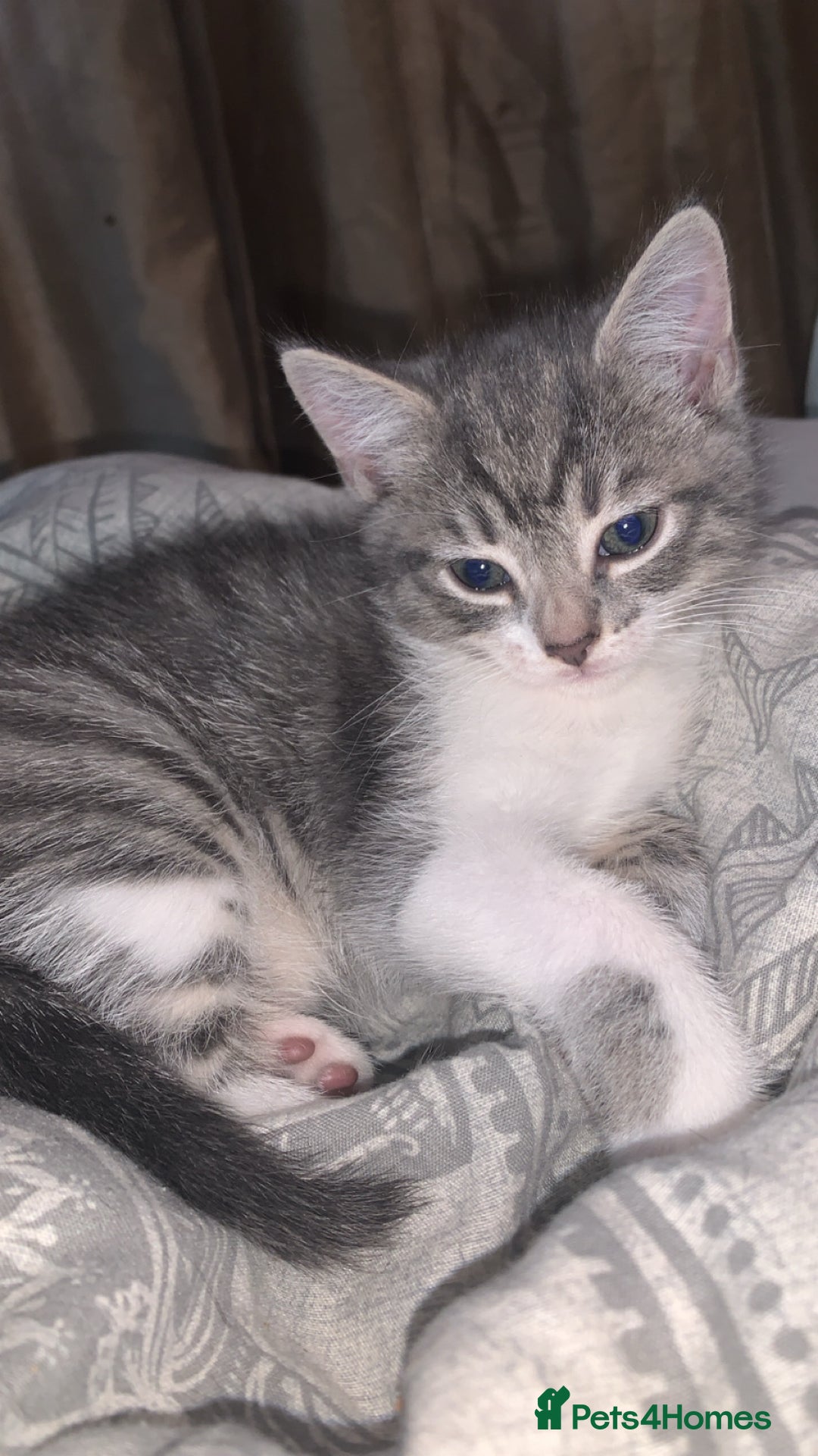 Mixed Breed cats for sale: Mixed breed kittens READY NOW!!!!🥰 - Image 2