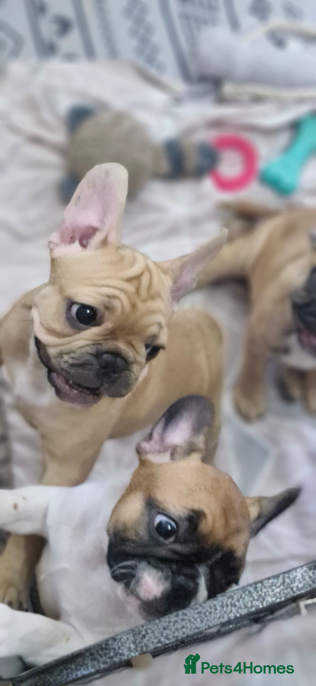 French Bulldog dogs for sale: French Bulldogs - Image 12